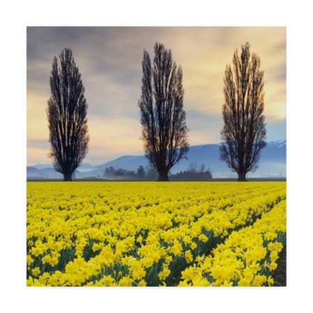 Trademark Fine Art Alan Majchrowicz 'Skagit Valley Daffodils Ii' Canvas Art, 14x14 WAP09638-C1414GG